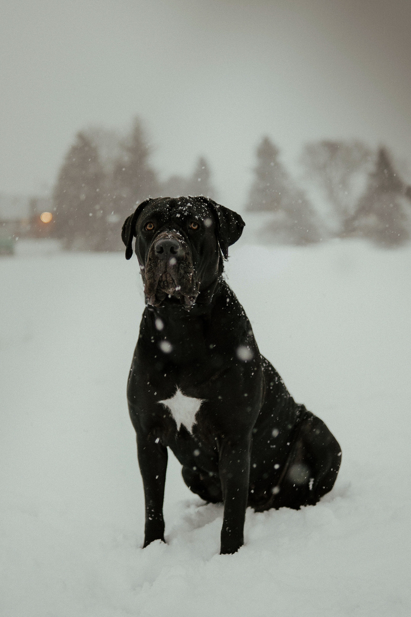 black Cane Corso with uncropped ears sitting in snow | ©Tomo.photography | London, Ontario