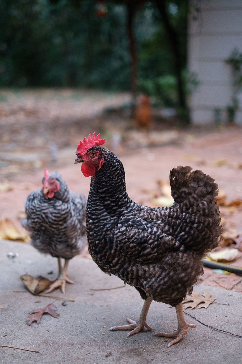 chickens walking on patio, © Hallie Sigwing Photography
