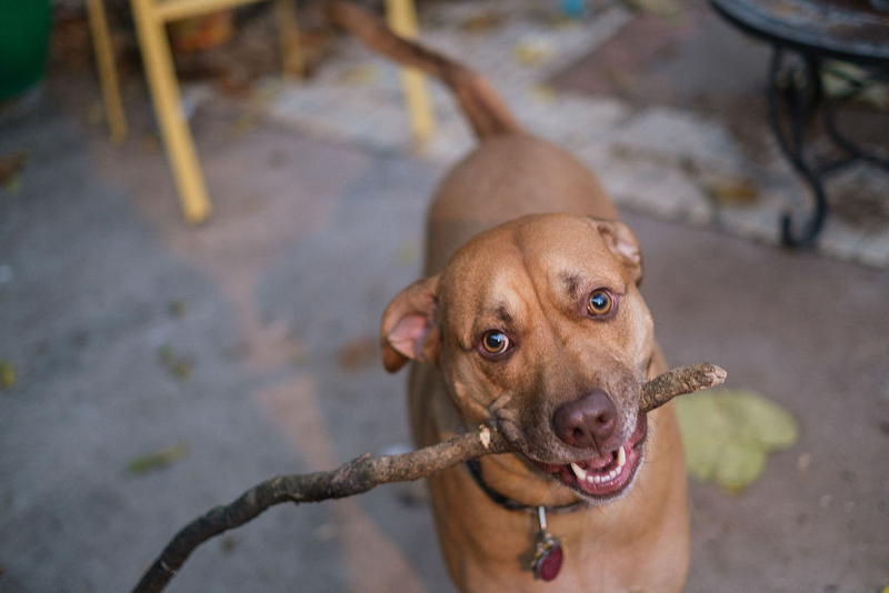 brown mixed breed dog with stick, dog photography | © Hallie Sigwing Photography