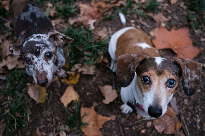 two dachshunds standing on grass and fall leaves | © Hallie Sigwing Photography, Denton, Texas