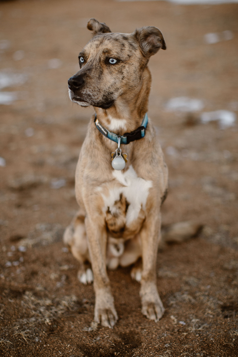 handsome Catahoula Leopard Dog with blue eyes | ©In Love And Adventure - Elopement Photography
