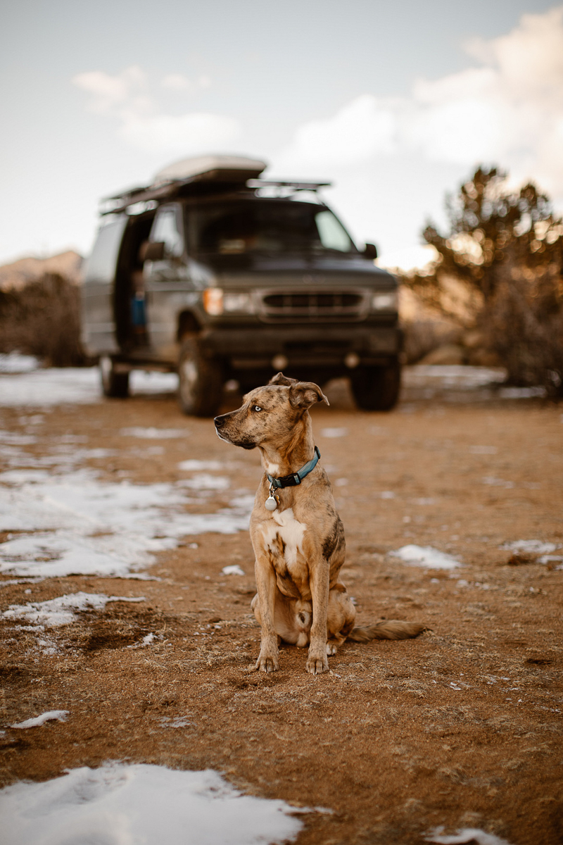Catahoula Leopard Dog sitting in front of van, Buena Vista, Colorado | ©In Love And Adventure - Elopement Photography