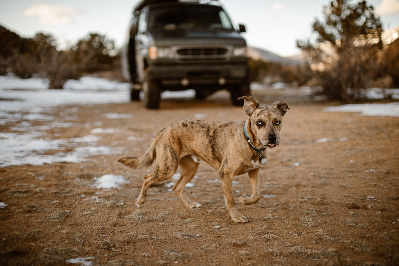 camping with Catahoula Leopard Dog, Buena Vista, Colorado | ©In Love And Adventure - Elopement Photography