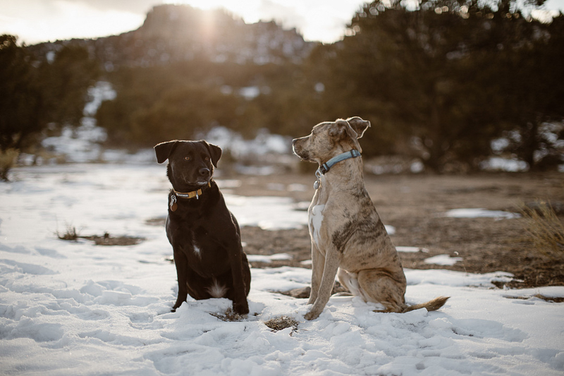 lifestyle dog photography, Buena Vista, Colorado, ©In Love And Adventure - Elopement Photography