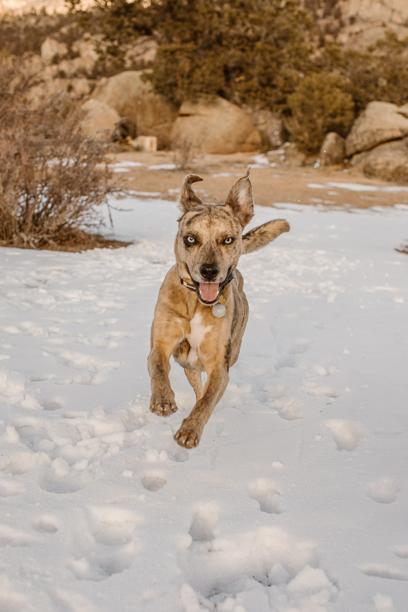dog running in the snow, ©In Love And Adventure - Elopement Photography CO