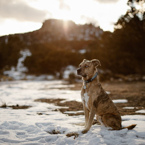 Snowy Dog Portraits | Buena Vista, Colorado