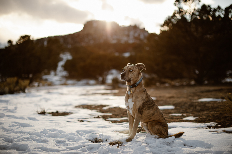 Catahoula Leopard Dog sitting in snow, Buena Vista, CO | In Love And Adventure- Elopement Photography