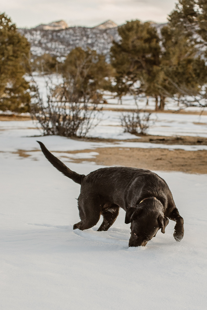 Black Lab mix sniffing the snow, adventure dog, ©In Love And Adventure - Elopement Photography