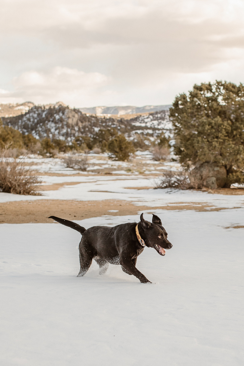 Black Lab mix running through the snow | Buena Vista, Colorado | ©In Love And Adventure - Elopement Photography
