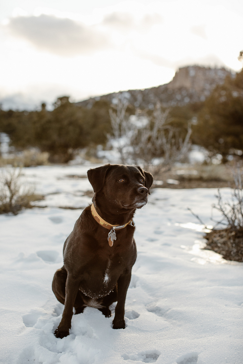 Black Lab mix sitting in the snow, Buena Vista, CO | ©In Love And Adventure - Elopement Photography