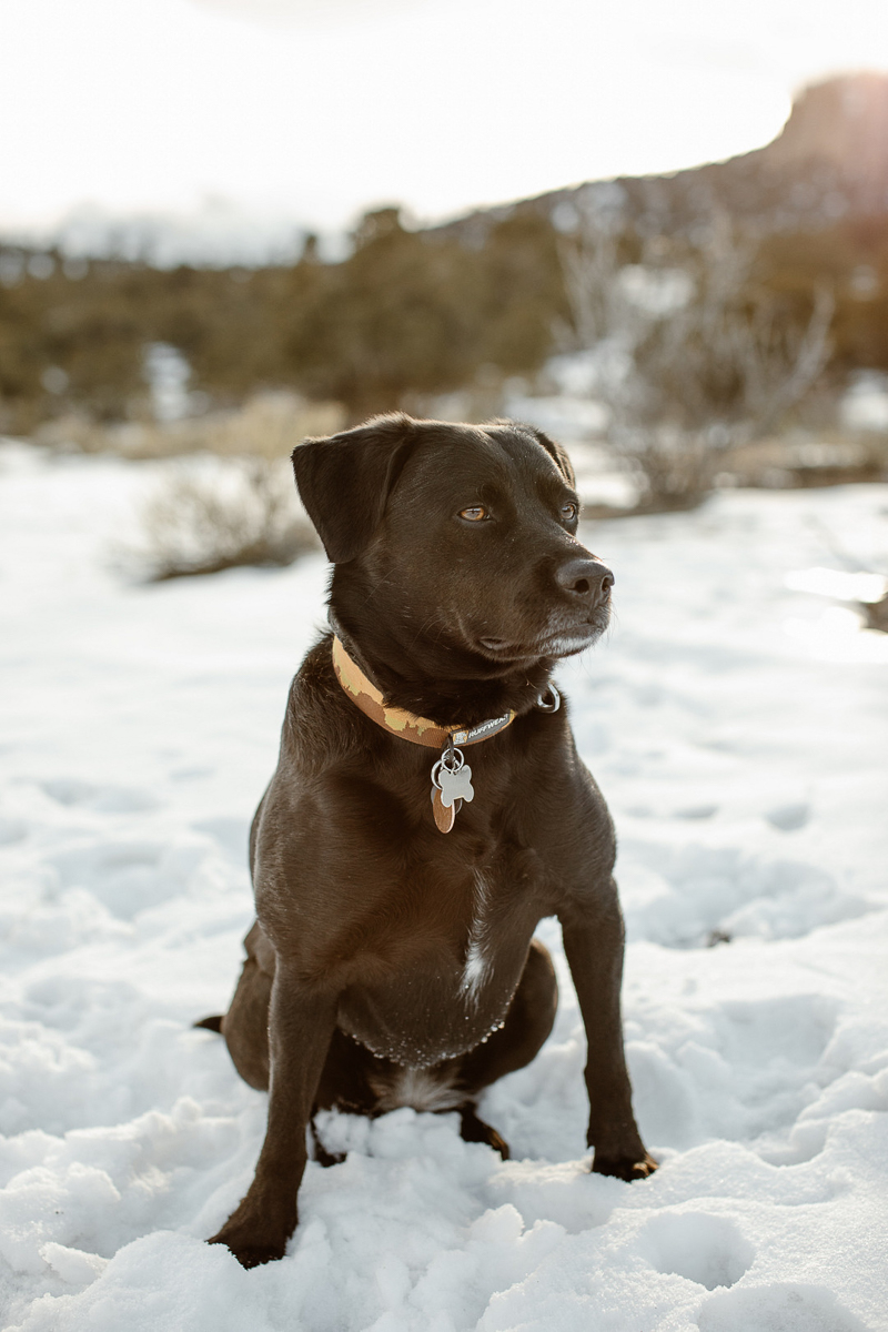 Black Lab mix sitting in the snow, ©In Love And Adventure - Elopement Photography