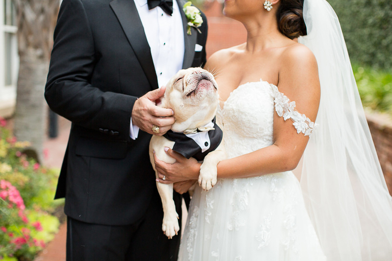 Frenchie wearing tux enjoying being scratched behind ear, wedding dog, © Jessica Hunt Photography | 