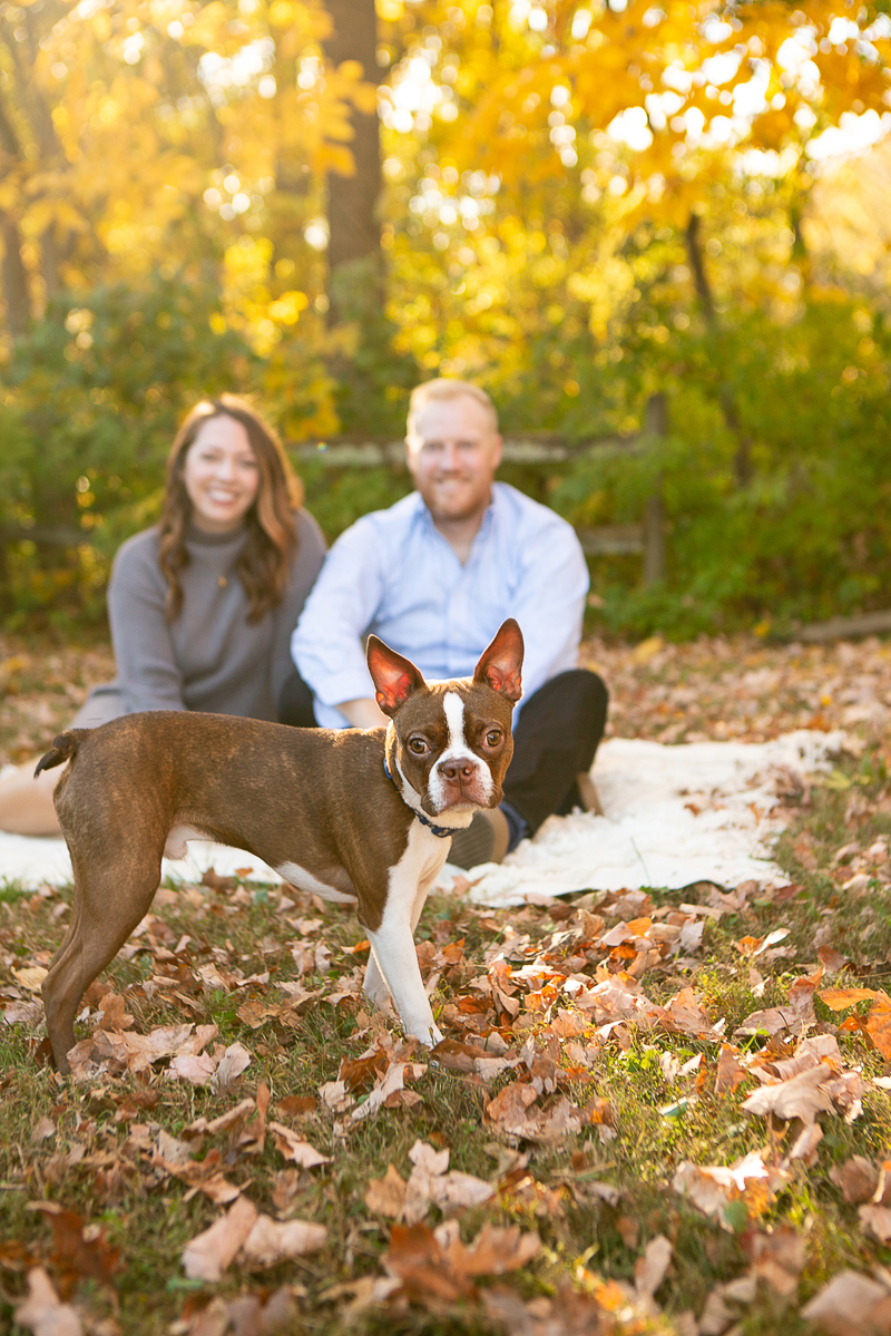 Boston Terrier standing in front of couple on blanket, fall dog photography ideas | ©Mandy Whitley Photography, Nashville, TN