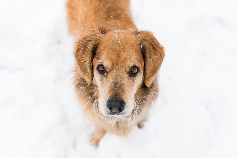 Mixed breed standing in the snow | ©Megan Rei Photography | Northern Virginia dog portraits