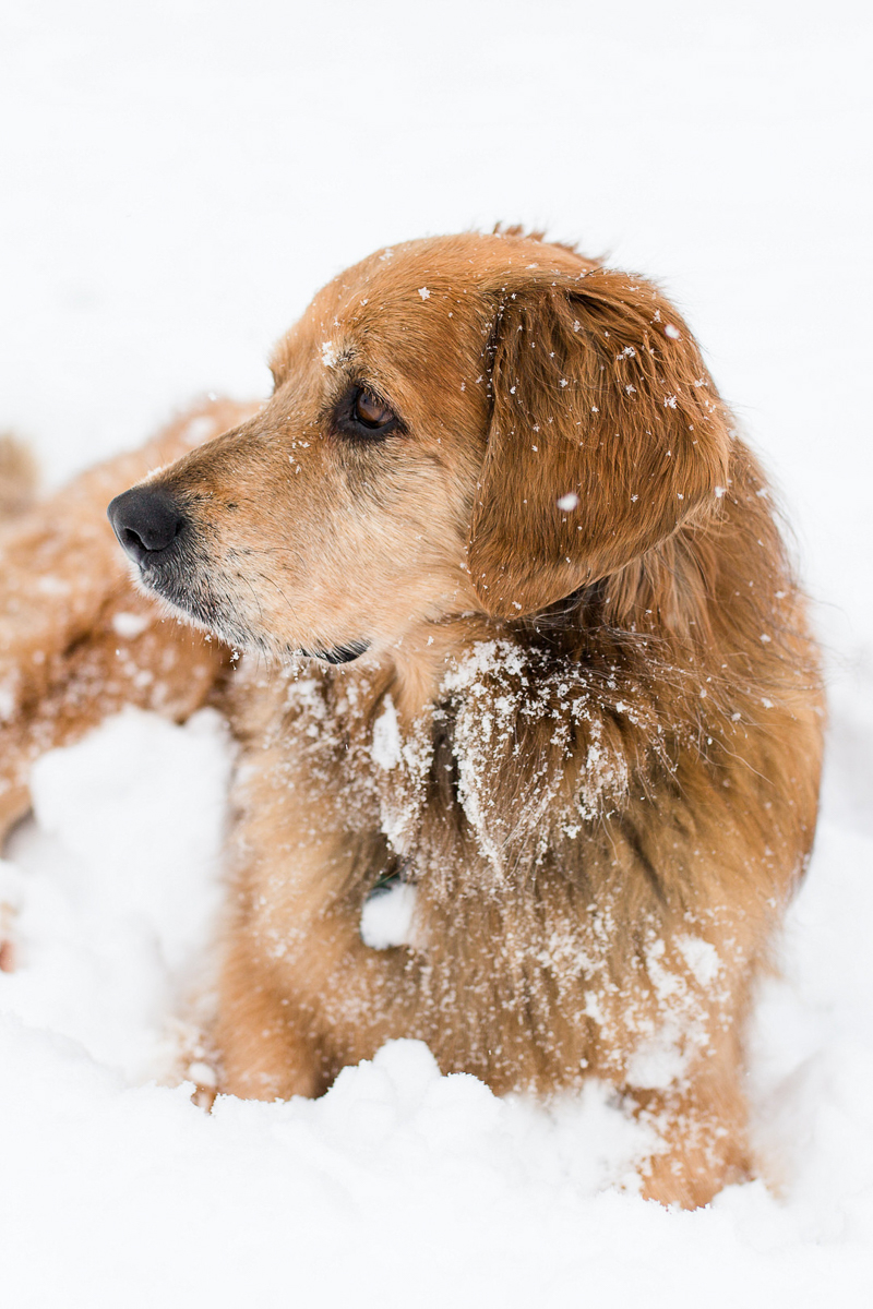 Golden mixed breed lying in the snow, lifestyle winter dog photography, ©Megan Rei Photography | Northern Virginia dog photographer