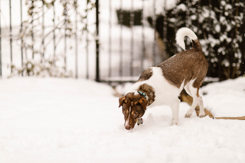 dog tentatively sniffing first snow | ©Sheena Shahangian Photography