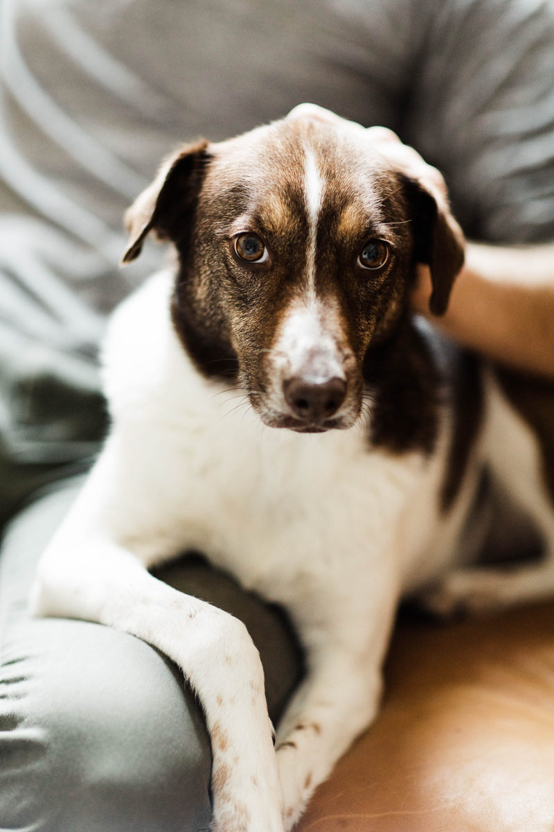 cute Jack Russell/Aussie Shepherd mix sitting with person, regal looking dog | ©Sheena Shahangian Photography