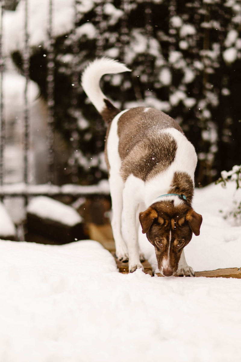 white and brown mixed breed dog sniffing snow, ©Sheena Shahangian Photography