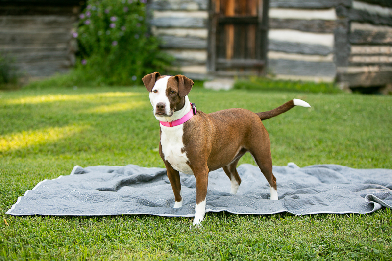 brown and white mixed breed dog standing on quilt, ©Mandy Whitley Photography, Ellington Agriculture Center, Nashville, TN