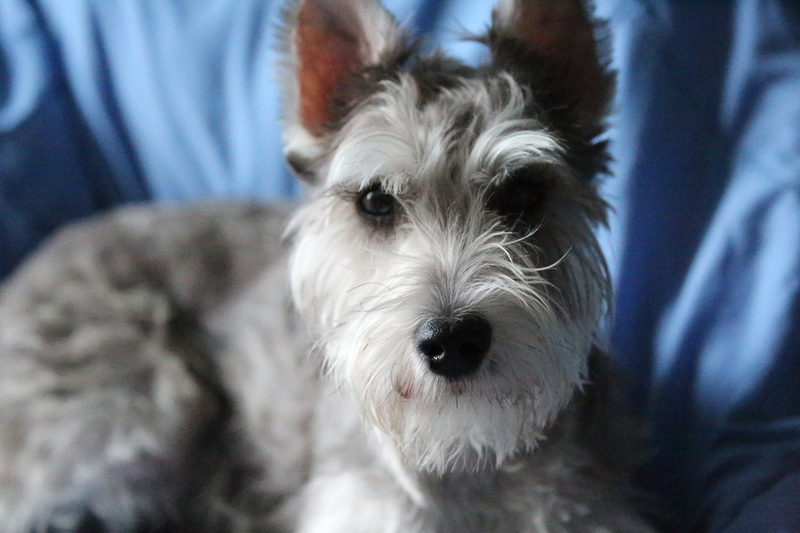 miniature Schnauzer on bed, lifestyle dog photography | © CB House Photography, Brooklyn, NY