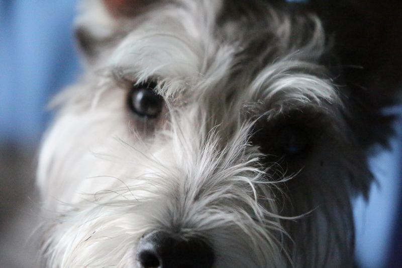 miniature Schnauzer close up, © CB House Photography, Brooklyn pet portraits