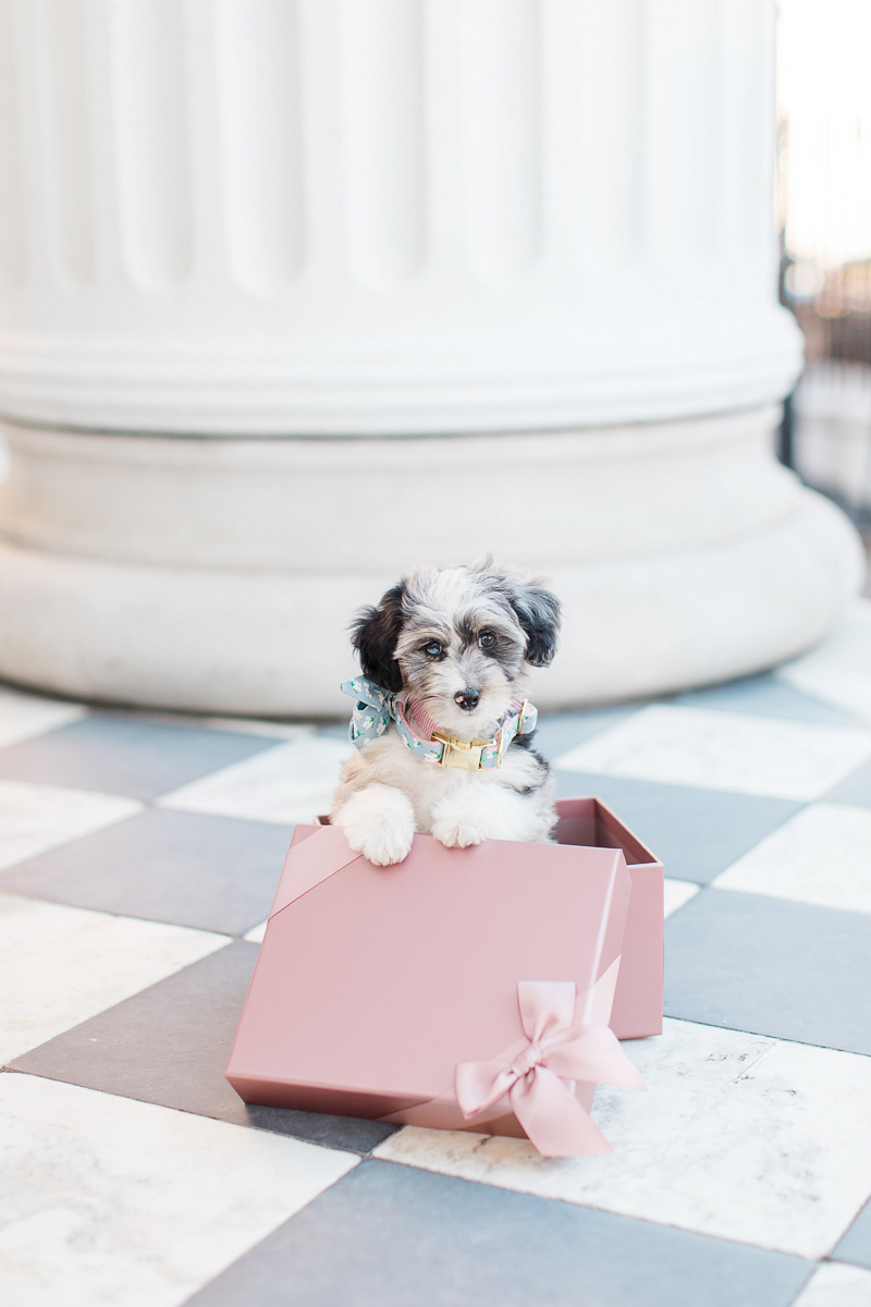 Puppy Love, adorable Aussiedoodle puppy in blush box with satin ribbon, ©Christa Rene Photography