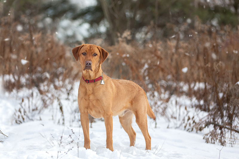 handsome golden Lab mix standing in the snow | ©Terri J Photography, Toronto, Ontario