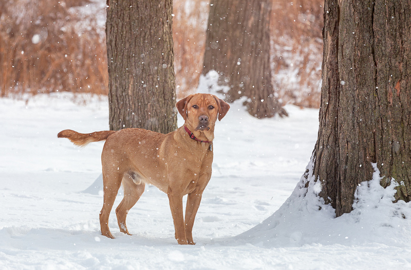 Lab mix standing next to big tree, snowy dog portrait session | ©Terri J Photography, Toronto, Ontario