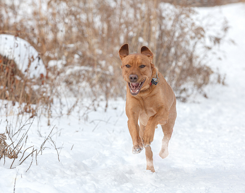 handsome Lab mix running through the snow, snowy dog portraits | ©Terri J Photography