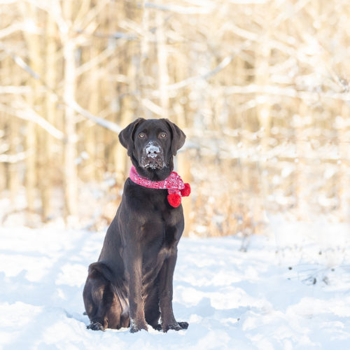 Happy Tails:  Moose the Chocolate Lab | Richmond Hill, Ontario