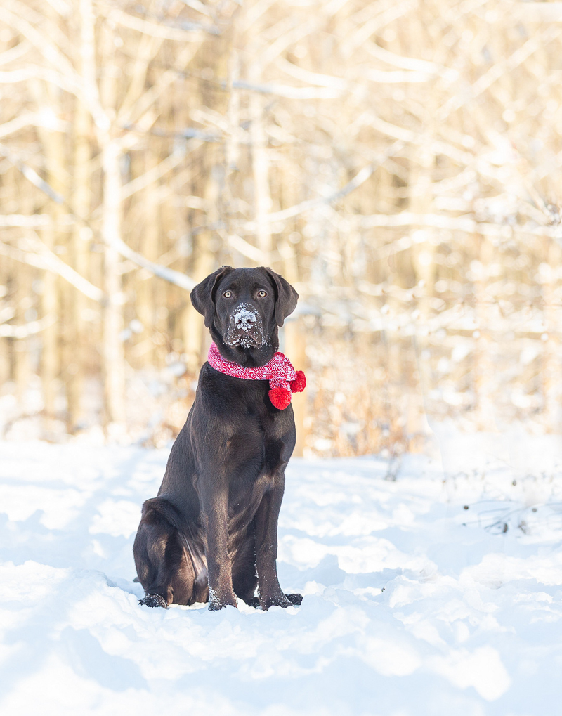 Chocolate Lab sitting in the snow wearing red scarf | © Terri J Photography | Toronto Pet Photographer