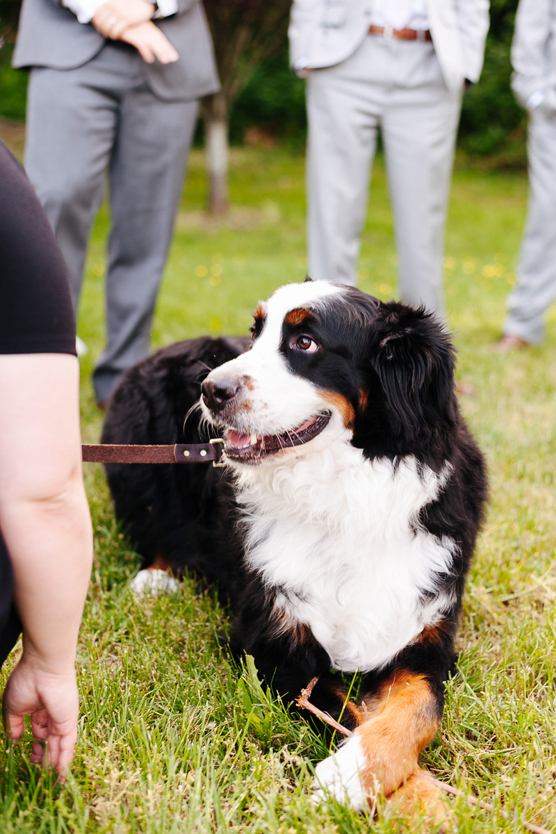 best wedding dog, dog-friendly wedding ideas, BMD | ©J Tobiason Photography