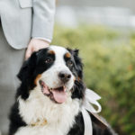 Best (Wedding) Dog:  Mosby | Woodinville, WA