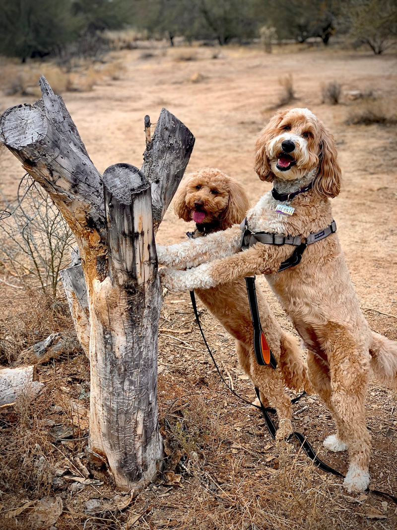 ©McSquare Doodles | Adorable doodles with paws up against tree stump, dog training