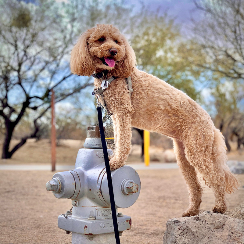 ©McSquare Doodles | poodle mix standing on fire hydrant, Paws Up trick