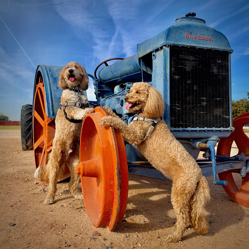 ©McSquare Doodles | doodles standing with paws on tractor wheel, cute dog portraits