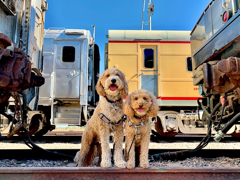 Doodles posing safely in train yard, ©McSquare Doodles