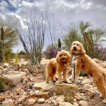 Paws Up | The Perfect Trick For Great Dog Photos