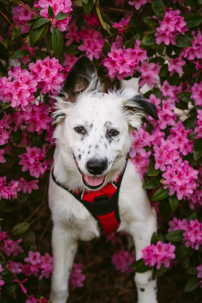 cute black and white puppy sitting in front of pink azaleas, ©Kelly Carmody Photography, Cathedral Park, Portland, Oregon