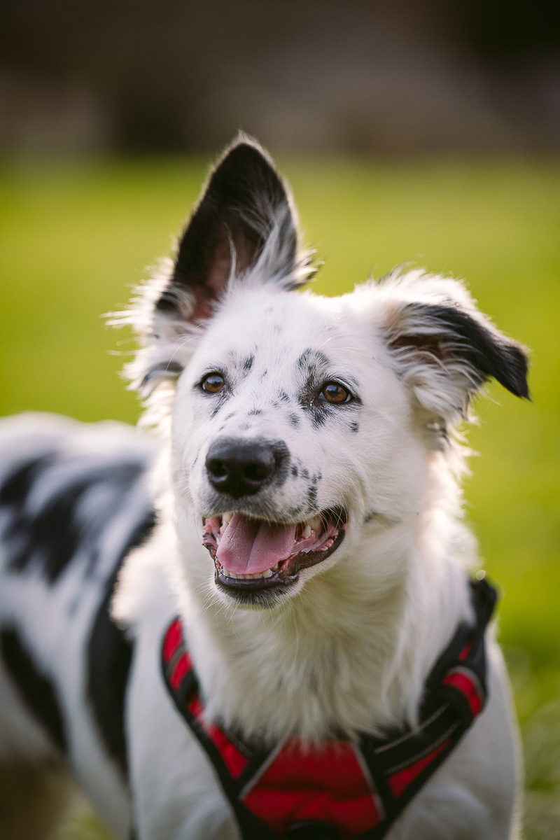 adorable floppy eared puppy, Heeler mix, ©Kelly Carmody Photography