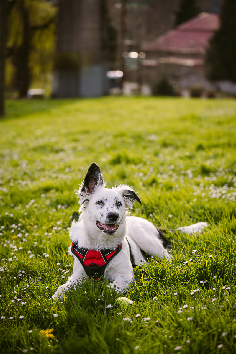 adorable Border Collie mix in the grass, dog photography ideas | ©Kelly Carmody Photography