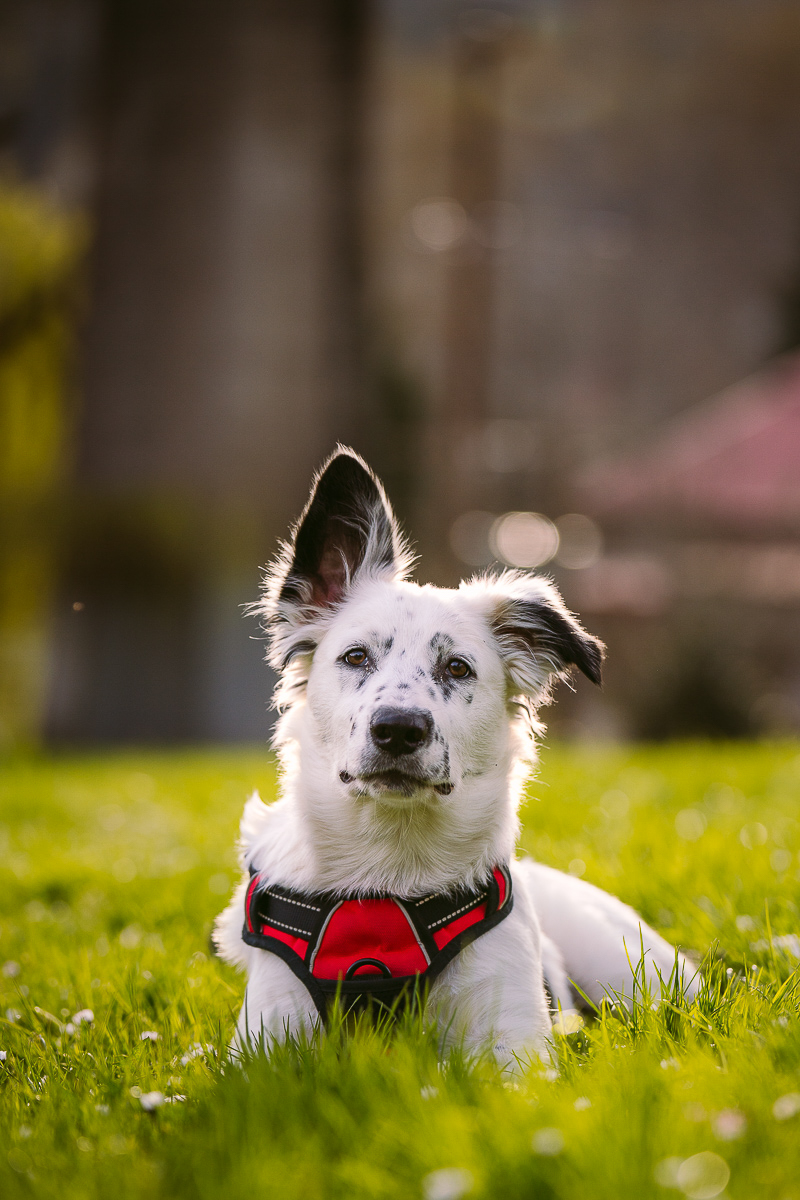 Border Collie/Heeler mix puppy, one ear up, ©Kelly Carmody Photography, OR pet photographer