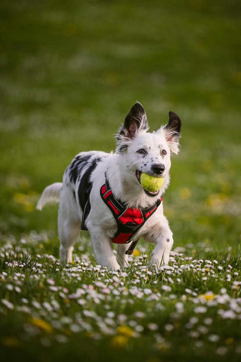 lifestyle dog photography, BC/Heeler mix puppy | ©Kelly Carmody Photography, Cathedral Park, Portland