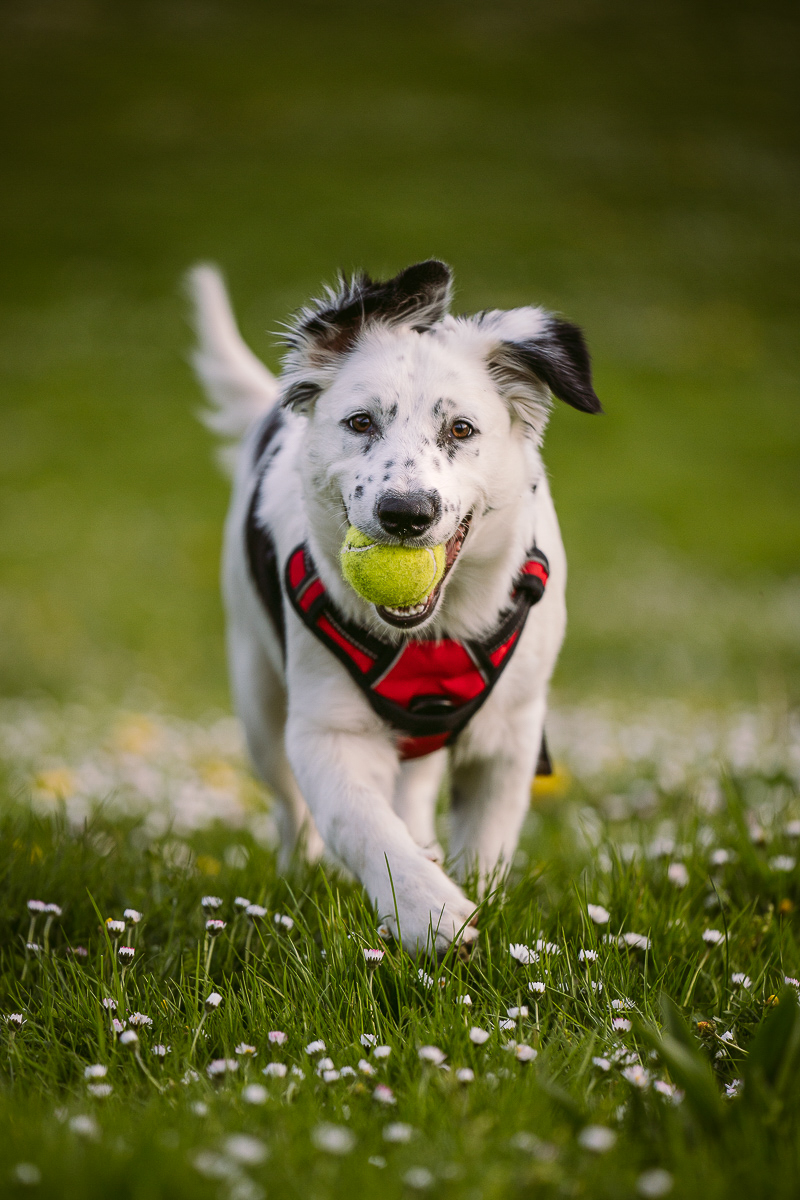floppy eared 6 month old puppy running in the grass with ball, ©Kelly Carmody Photography, Portland, Oregon