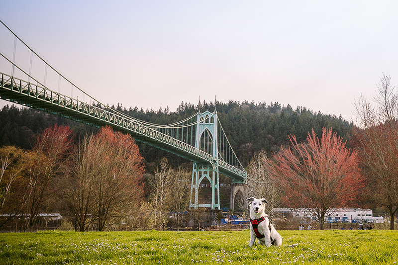 spring dog photography session, Cathedral Park ©Kelly Carmody Photography, Portland, Oregon