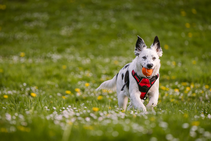 Border Collie/Heeler mix puppy running with ball in mouth | ©Kelly Carmody Photography, Portland, Oregon