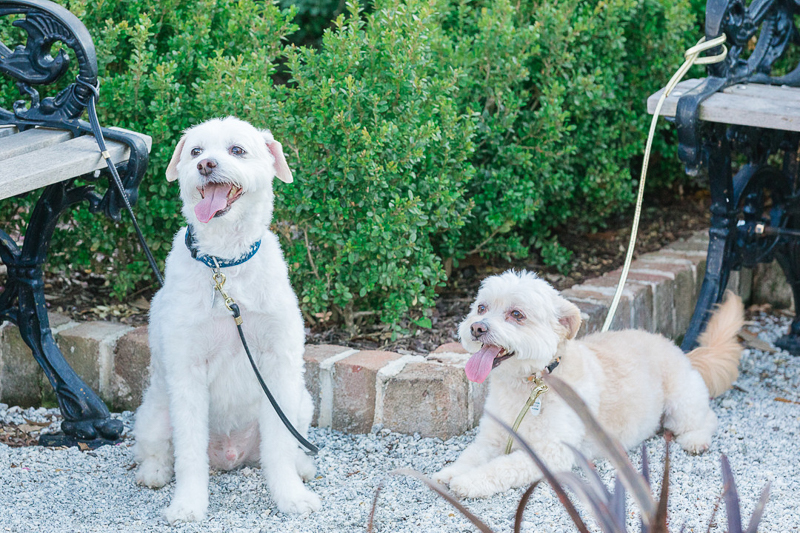 cute Maltese/Terrier mixes in the park, ©Charleston Photo Art,