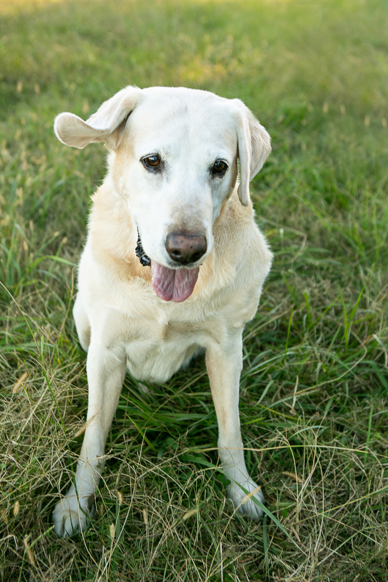senior Yellow Lab sitting in the grass | ©Mandy Whitley Photography