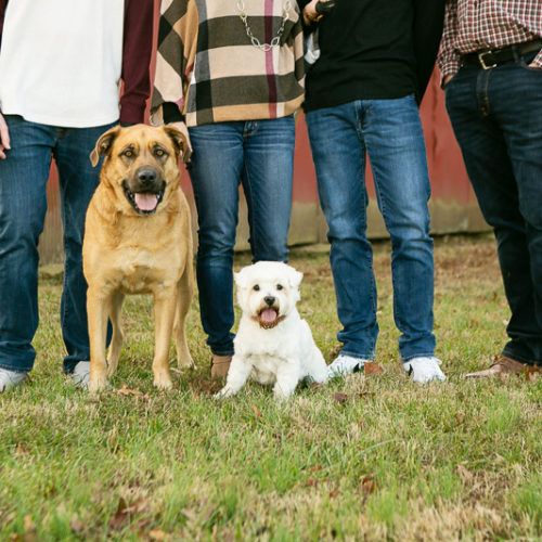 Happy Tails:  Dog-Friendly Family Photos | Daisy, MO