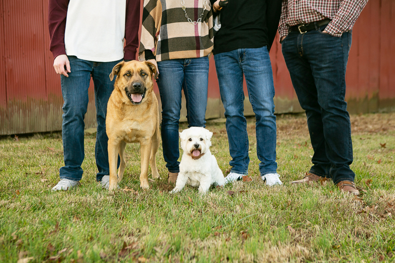 Mastiff mix, Westie, dog-friendly family portraits, Daisy, MO | ©Mandy Whitley Photography
